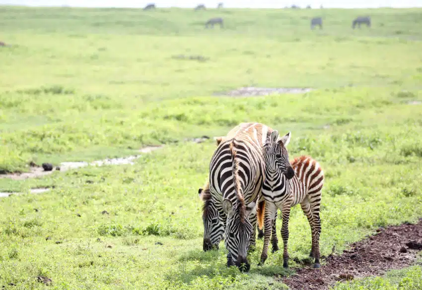 Quel budget prévoir pour un safari au Kenya