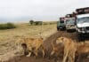 Quel budget prévoir pour un safari au Kenya