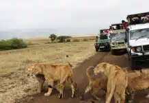 Quel budget prévoir pour un safari au Kenya