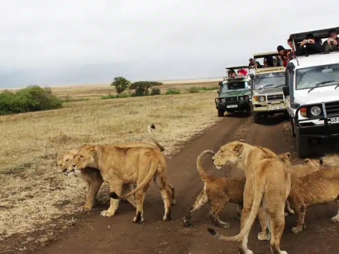 Quel budget prévoir pour un safari au Kenya