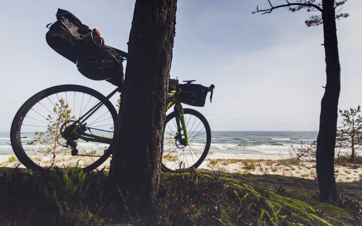 vélo posé sur un arbre