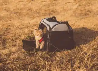 un chat dans son sac de transport